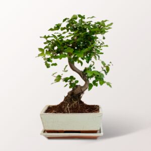 Großer Bonsai Ligustrum