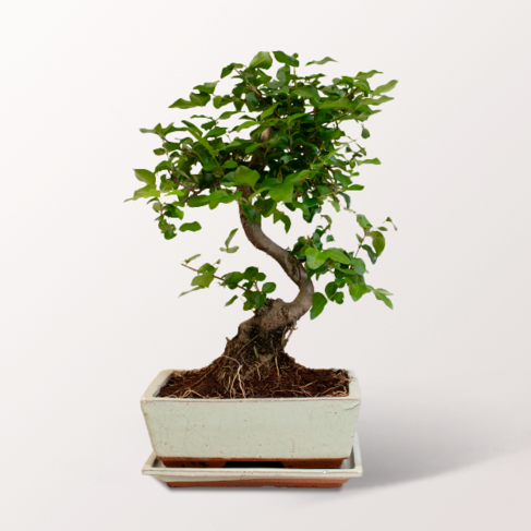 Großer Bonsai Ligustrum
