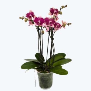 Große Two of Us Rombley mit magentaroten-gefleckten Blüten und 3 Rispen