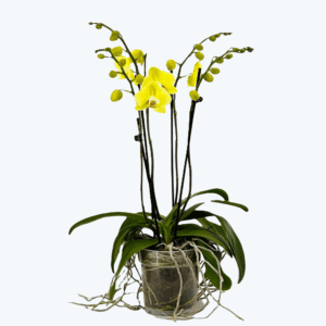 Große Two of Us Cremona mit buttergelben Blüten und 3 Rispen