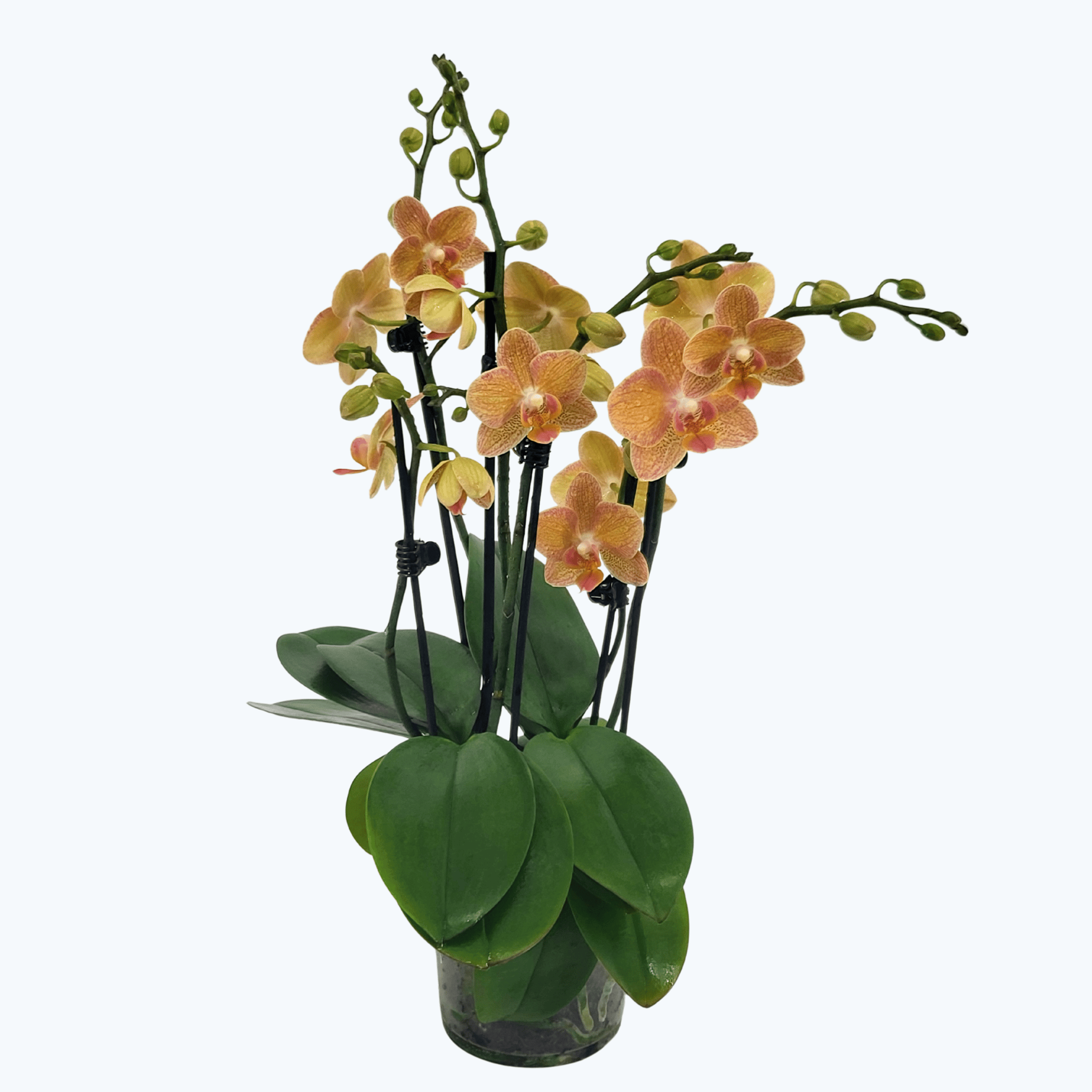 Große Two of Us Goldrush mit orange-gelben Blüten und 4 Rispen