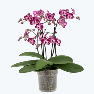 Große Two of Us Coco Purple Rain mit lila-gefleckten Blüten und 4+ Rispen