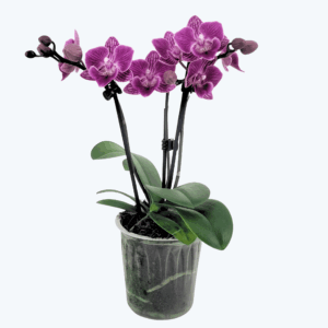 Table Dance Testsorte mit lila gestreiften Blüten und 3 Rispen