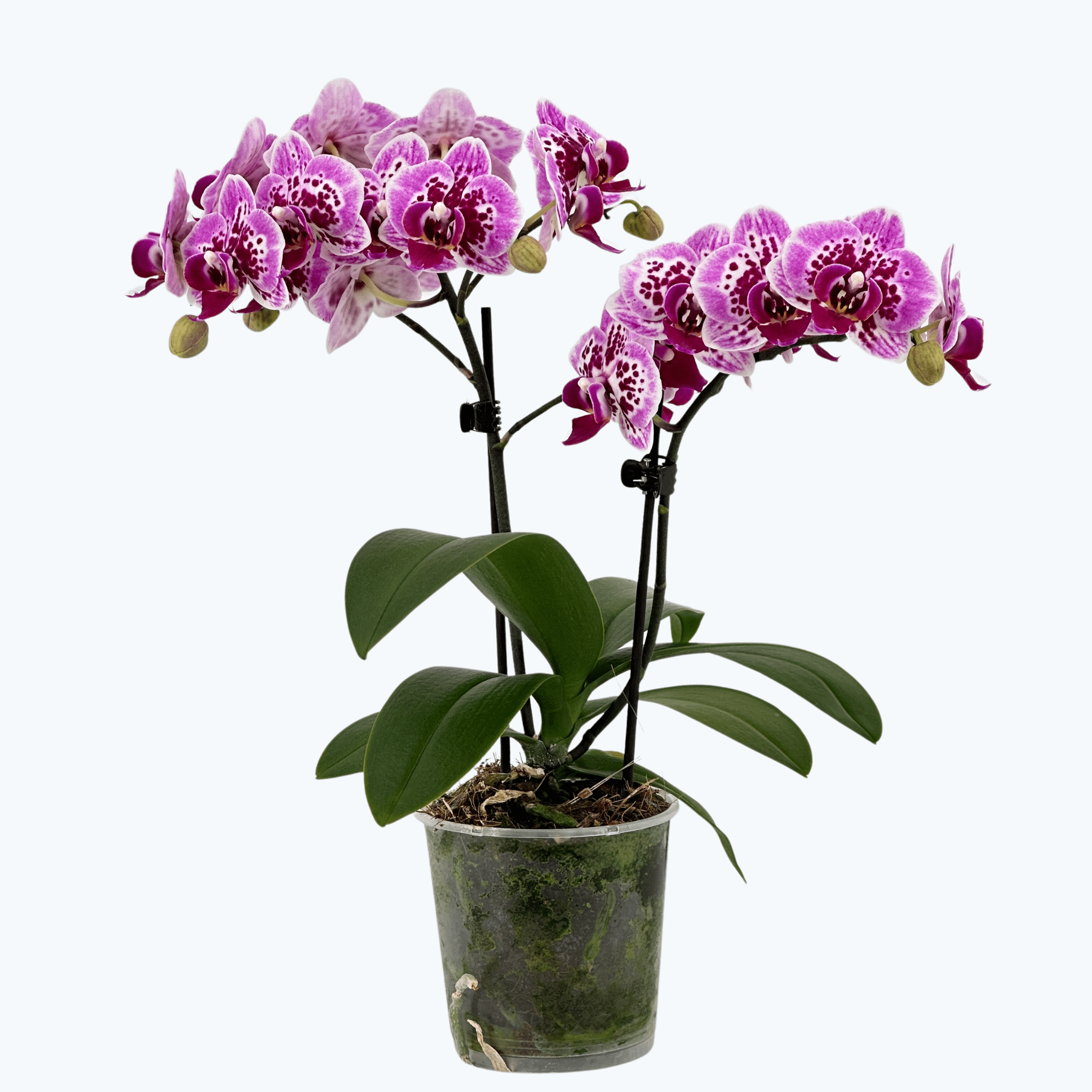 Table Dance Diamond Girl mit pink getupften Blüten und 2 Rispen