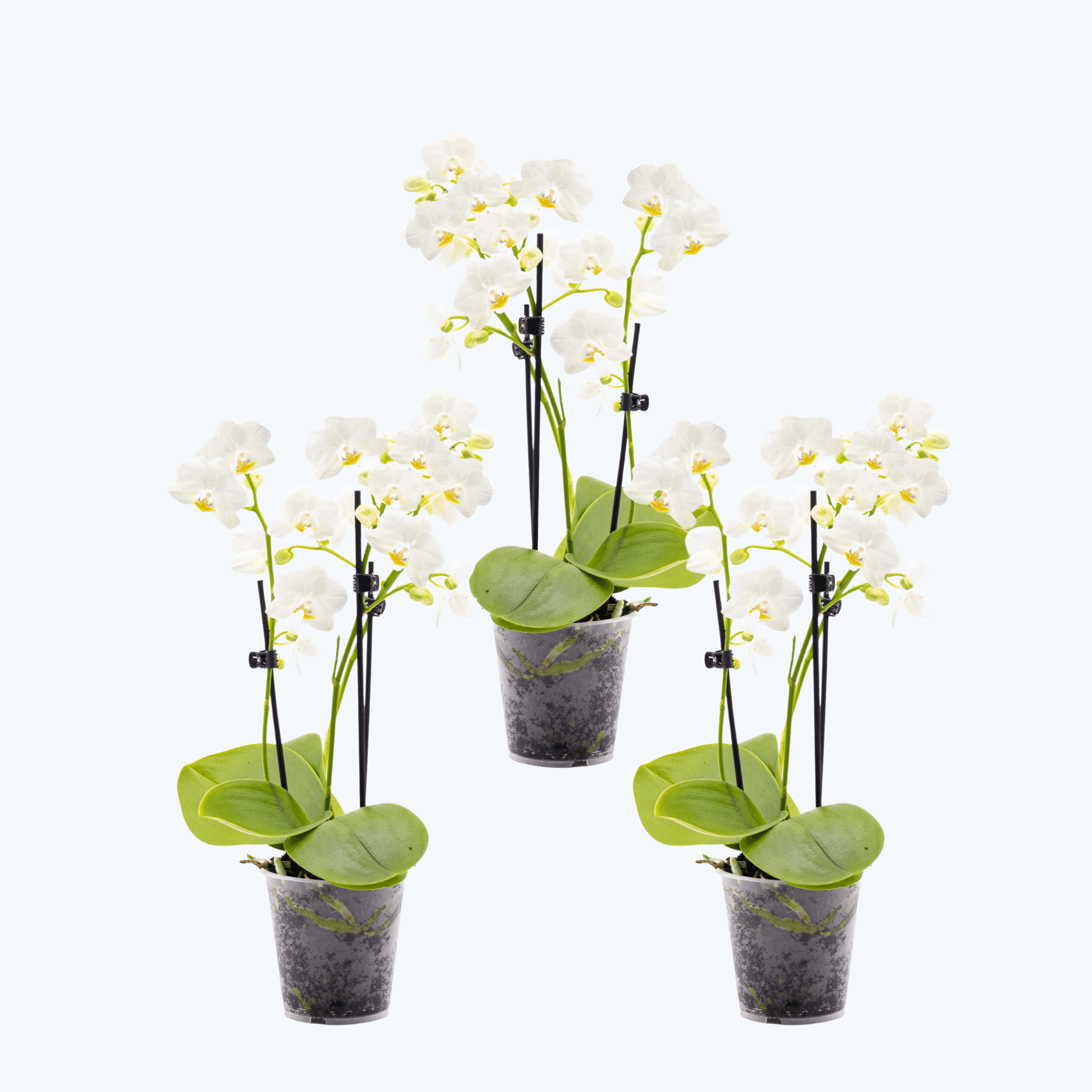 Table Dance Weiß mit weißen Blüten im 3er Set und 2 Rispen