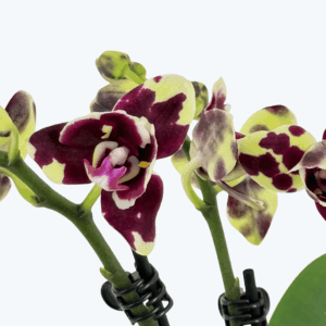 Pelorische Orchidee Table Dance Tristar Peoker mit gelb-braunen Blüten und 3 Rispen