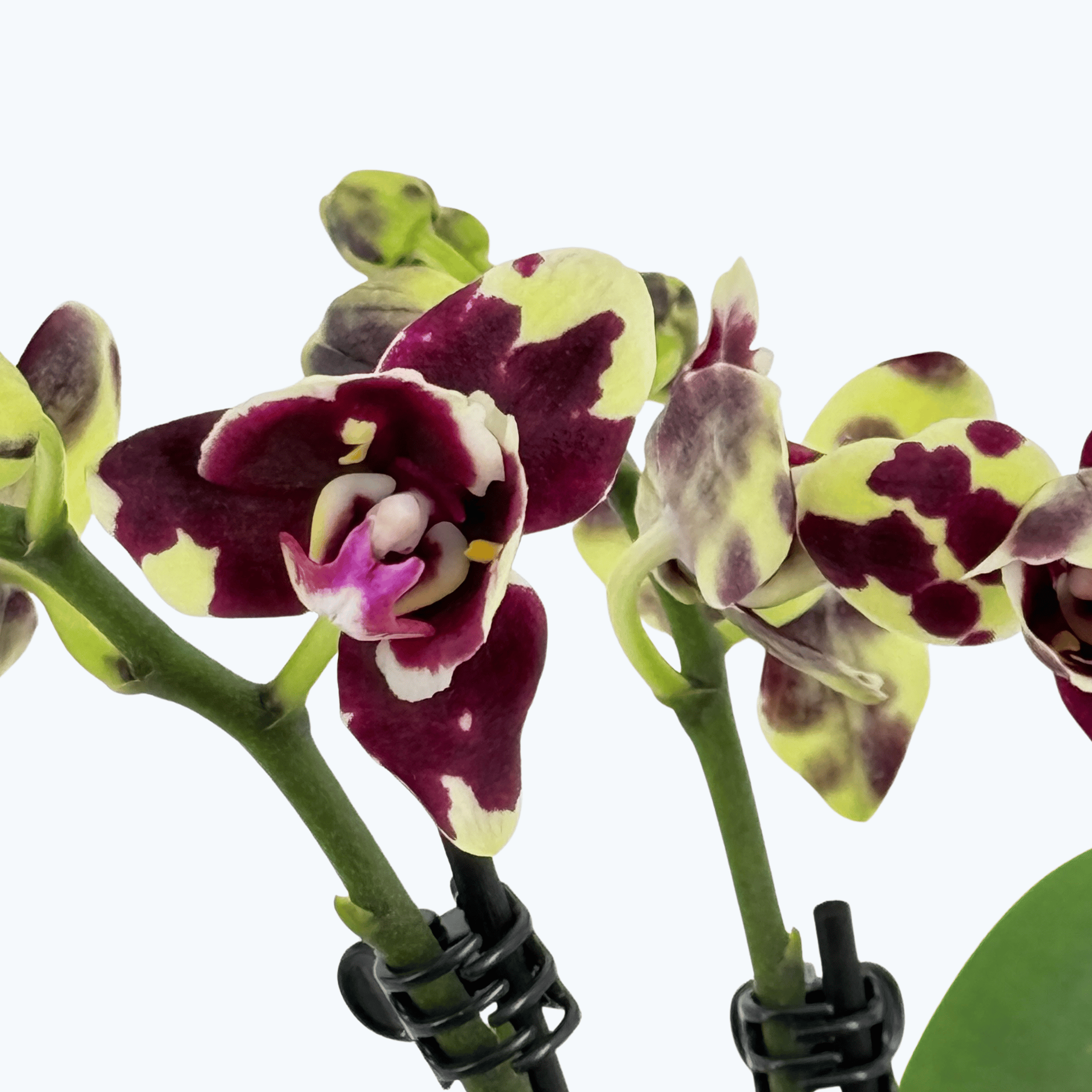 Pelorische Orchidee Table Dance Tristar Peoker mit gelb-braunen Blüten und 3 Rispen