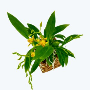 Mini-Duft-Orchidee Cyrtochilum Meirax im Korkquader