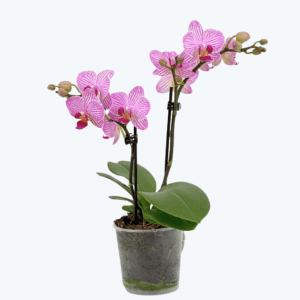 Table Dance Nui mit rosa gestreiften Blüten und 2 Rispen