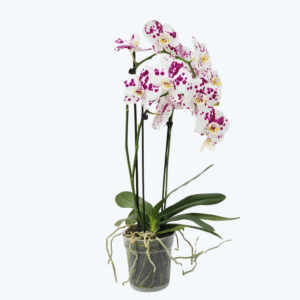 Große Two of Us Marrakesh mit gefleckten Blüten und 3 Rispen