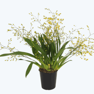 Duftorchidee Oncidium Twinkle Jasmin mit 5+ Rispen