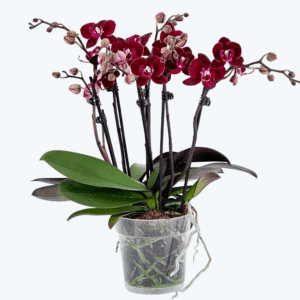 Große Two of Us Cartagena mit dunklen bordeauxroten Blüten und 3 Rispen