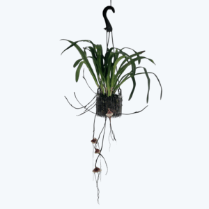 Dracula 'Amaliae' Affengesicht-Orchideee im Ampeltopf