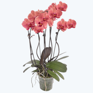 Große Two of Us Narbonne mit terracottafarbenen Blüten und 3+ Rispen