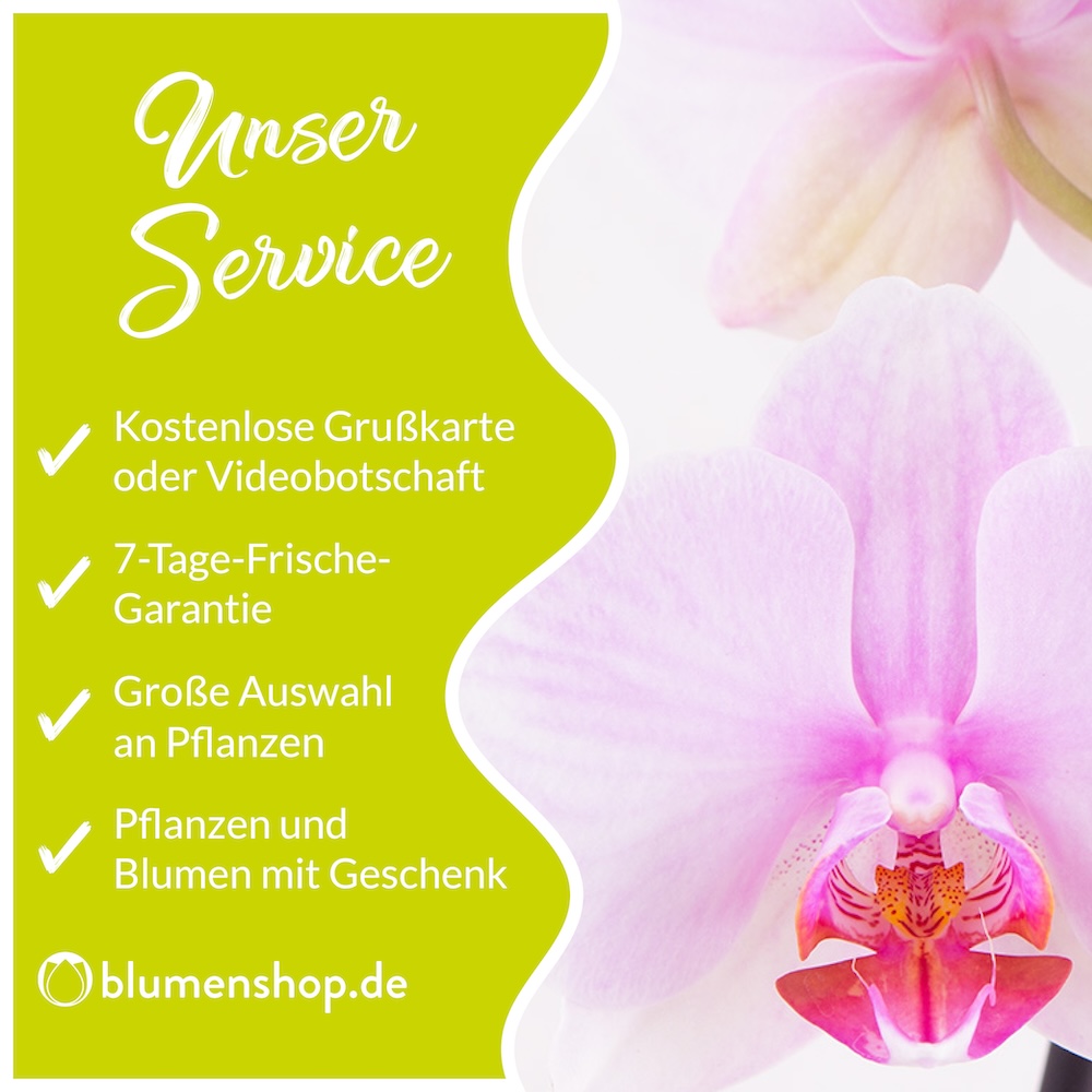 Weiße Orchidee + Glasvase | +/- 60 cm | ø 12 cm | Phalaenopsis – Bild 2