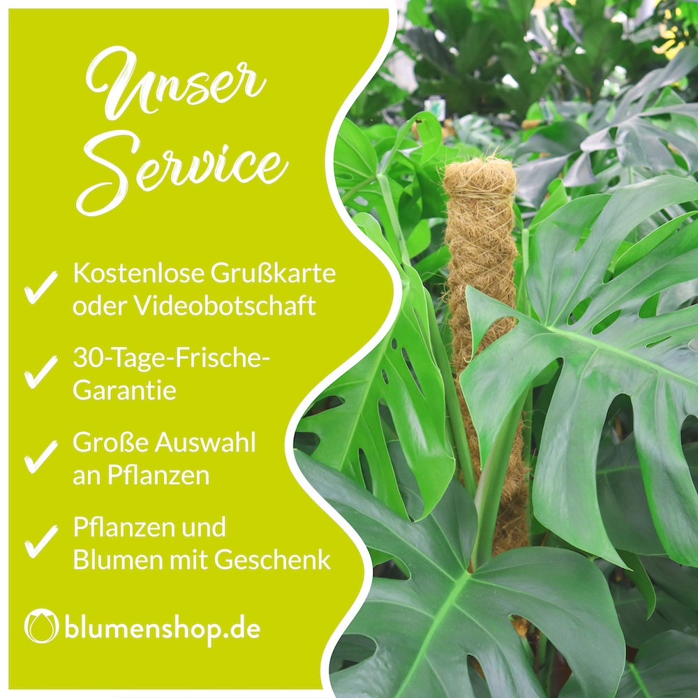 Einblatt + gratis Topf | +/- 60 cm | ø 17 cm | Spathiphyllum – Bild 2