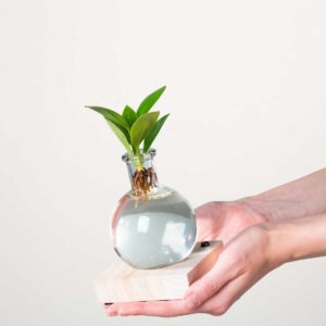 Waterplant Balsamapfel 'Rosea' im Samoaglas mit LED