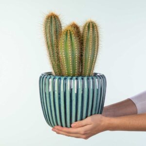 Blauer Säulenkaktus 'Pilosocereus' M
