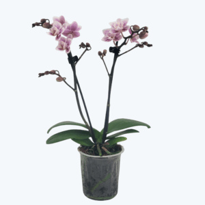 Table Dance Testsorte mit weiß-rosa gepunkteten Blüten und 2 Rispen