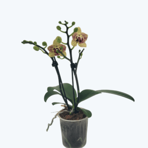 Table Dance Testsorte mit gelb gesprenkelten Blüten und 2 Rispen