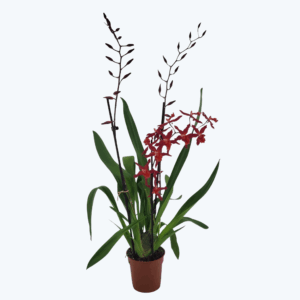 Cambria Hybride mit 3+ Rispen im 12 cm Topf