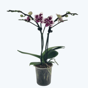 Table Dance Testsorte mit violett-weißen Blüten und 2 Rispen