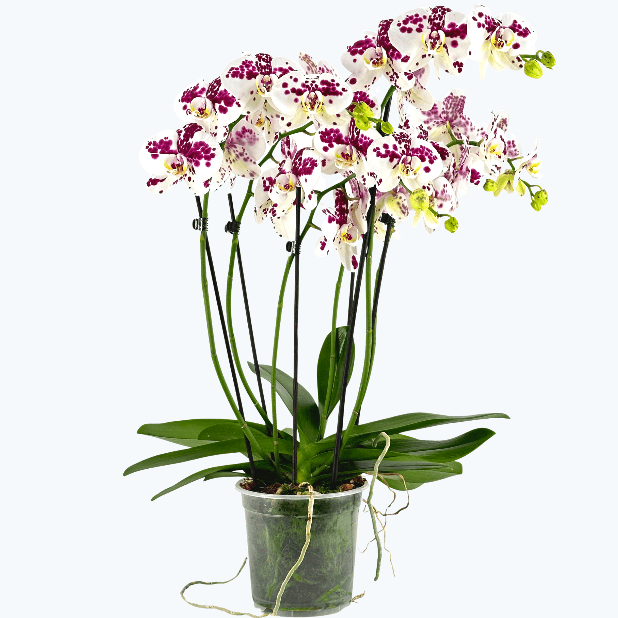 Große Two of Us Marrakesh mit gefleckten Blüten und 5 Rispen