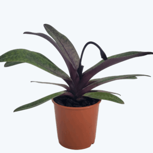 Frauenschuh Paphiopedilum Black Jack mit 1 Rispe