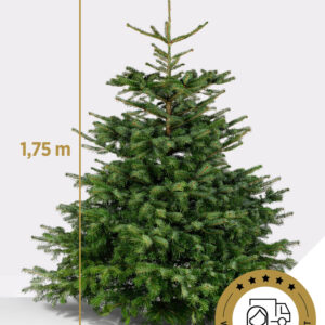 Nordmanntanne vom Floristen, 175 cm