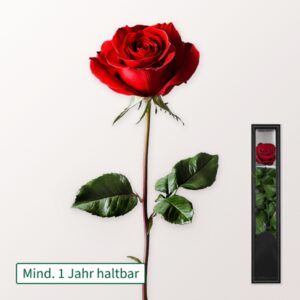 Rote haltbare Rose mit Stiel