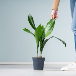 Schusterpalme 'Elatior' M