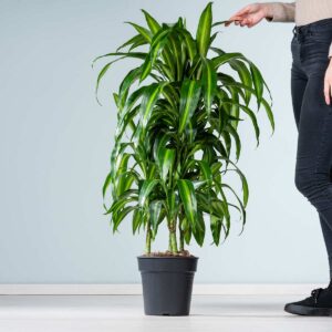 Drachenbaum 'Hawaiian Sunshine'