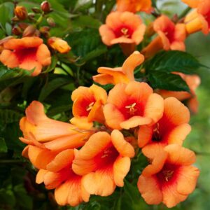 Trompetenblume 'Indian Summer®' M