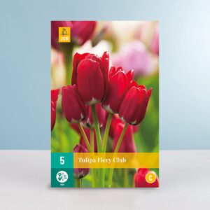 Mehrblütige Tulpe 'Fiery Club' - 5 Zwiebeln