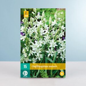 Nickender Milchstern - 15 Zwiebeln