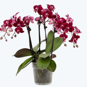 Große Two of Us Cartagena mit dunklen bordeauxroten Blüten und 5+ Rispen