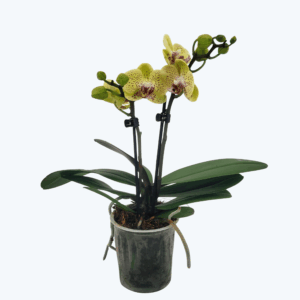 Table Dance Testsorte mit gelb gepunkteten Blüten und 2 Rispen