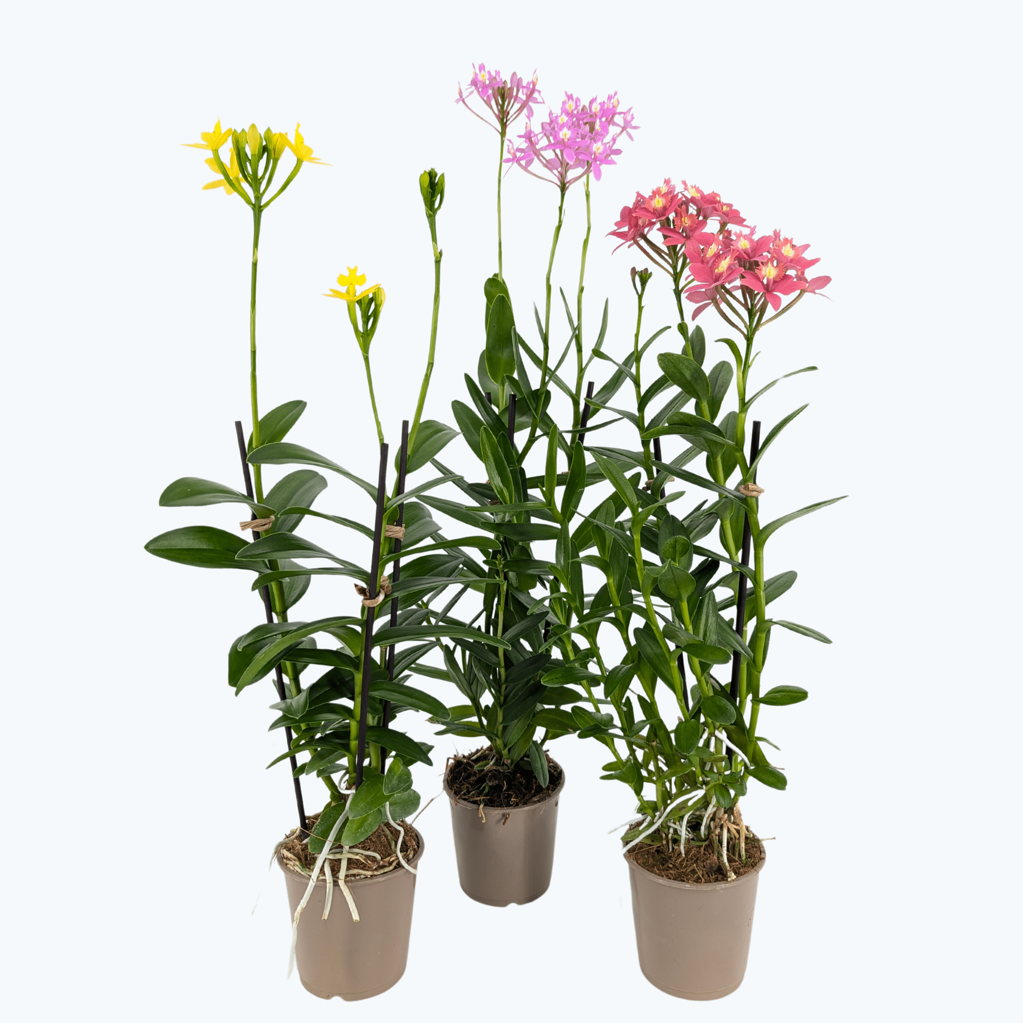 Epidendrum Nordic Fire Dauerblüher im 3er Set mit 2 Rispen