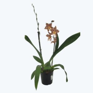 Wilsonara Irene mit orangen Blüten und 2 Rispen