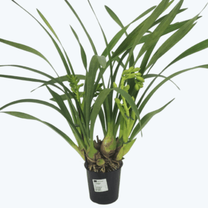Cymbidium Hybride Butterball mit 2 Rispen
