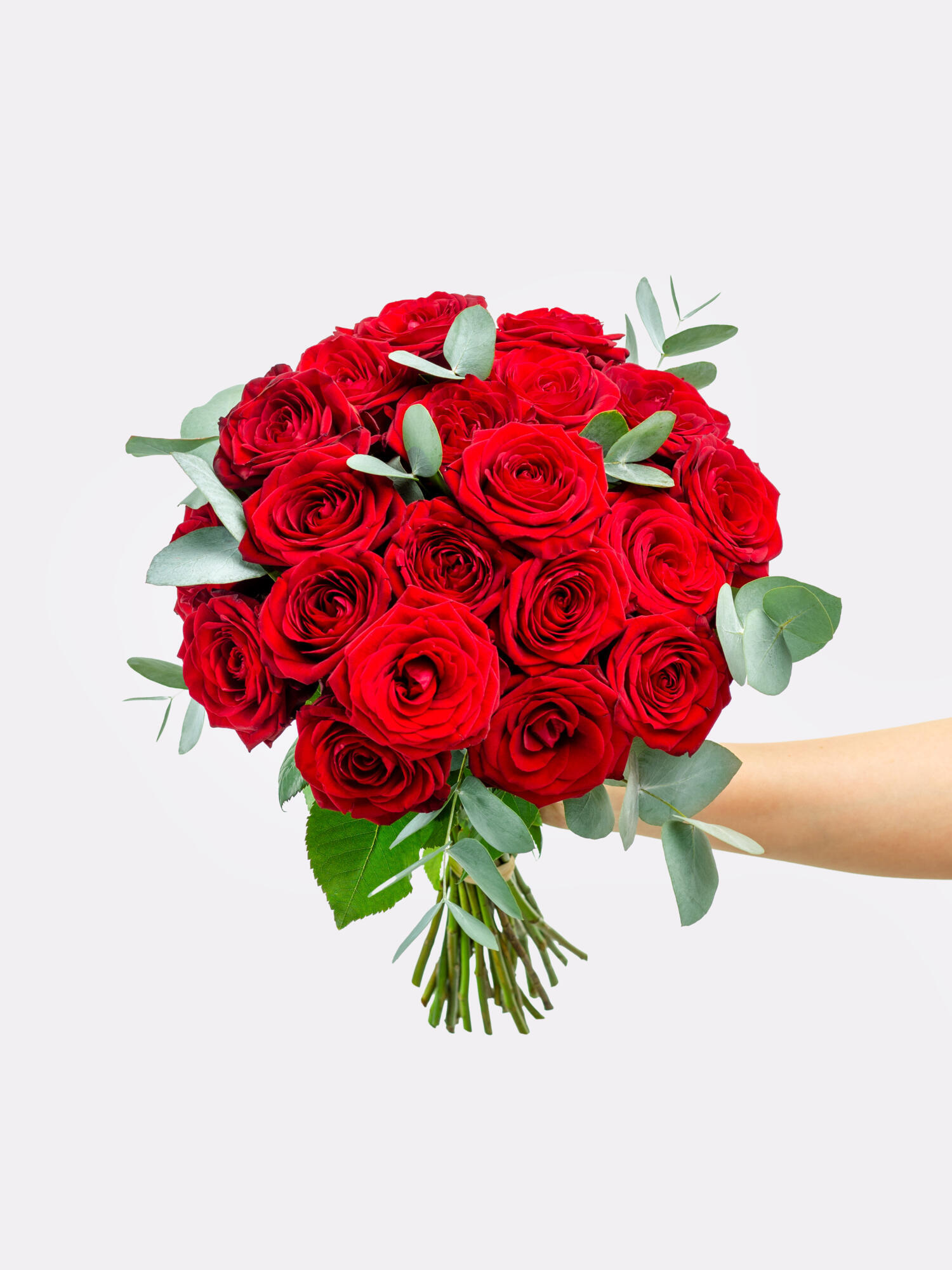 Rosenträume in 100 Minuten – Bild 2