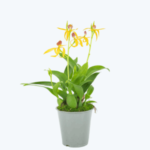 Encyclia Jasper mit orange-gelben Blüten und 3 Rispen