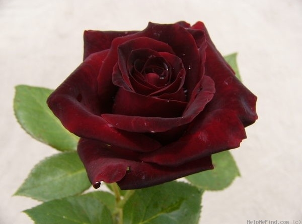 Die &bdquo;schwarze Madonna&ldquo; eignet sich besonders hervorragend f&uuml;r den Vasenschnitt. Sie liebt einen sonnigen Standort und bedankt sich daf&uuml;r mit au&szlig;ergew&ouml;hnlichen Farbschattierungen und samtigen Bl&uuml;tenbl&auml;ttern von Juni bis November.