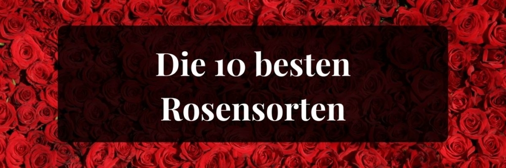 Die 10 besten Rosensorten