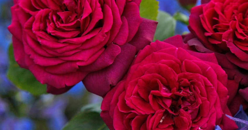 &bdquo;Gr&auml;fin Diana&ldquo; geh&ouml;rt mit ihren intensiv duftenden Bl&uuml;ten zu den sch&ouml;nsten dieser Welt.