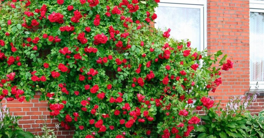 Die &bdquo;schwarze Madonna&ldquo; eignet sich besonders hervorragend f&uuml;r den Vasenschnitt. Sie liebt einen sonnigen Standort und bedankt sich daf&uuml;r mit au&szlig;ergew&ouml;hnlichen Farbschattierungen und samtigen Bl&uuml;tenbl&auml;ttern von Juni bis November.