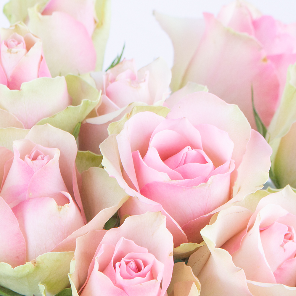40 Pastell Rosen (40cm) – Bild 2