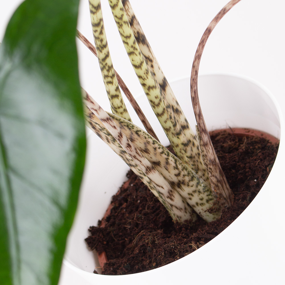 Alocasia Zebrina + gratis Topf | +/- 50 cm |ø 14 cm | Elefantenohr – Bild 2