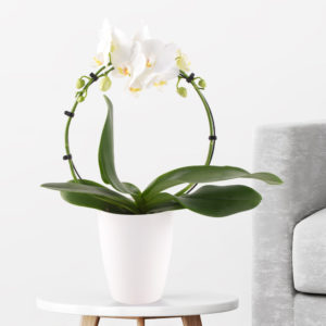 Orchideenbogen Weiß + gratis Topf | +/- 45 cm | ø 12 cm | Phalaenopsis
