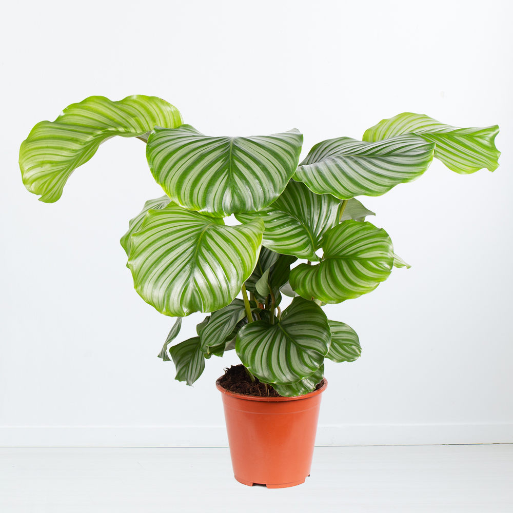 Korbmarante | +/- 70 cm | ø 19 cm | Calathea orbifolia – Bild 2